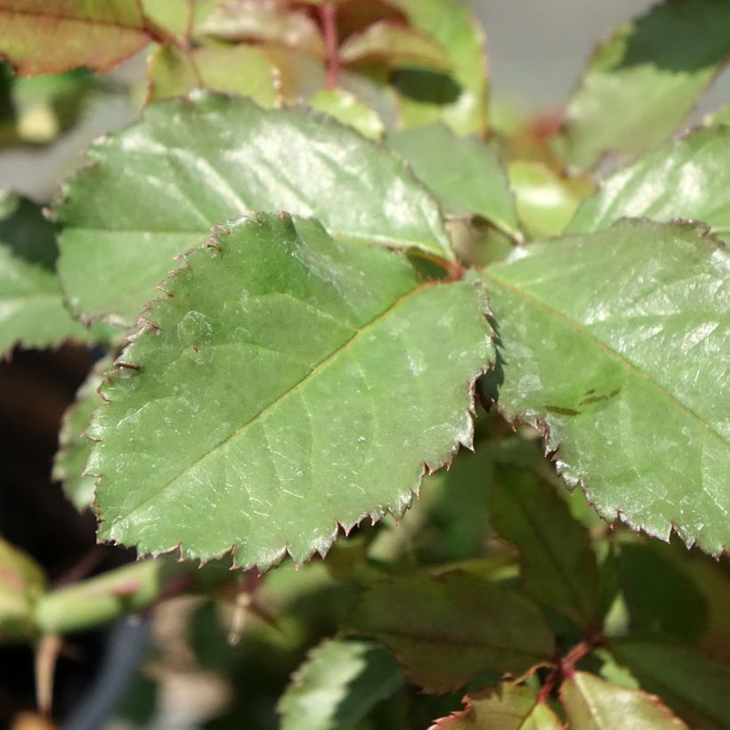 Rosa Westerland - Moderne Strauchrosen (Foliage)