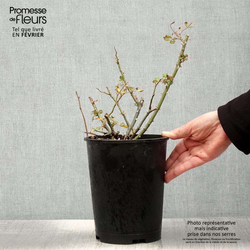 Exemplar von Rosa moschata White Magic - Moschus-Rose Topf mit 4L/5L wie im Winter geliefert