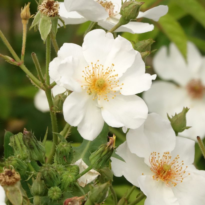 Rosa moschata White Magic - Moschus-Rose (Blüte)