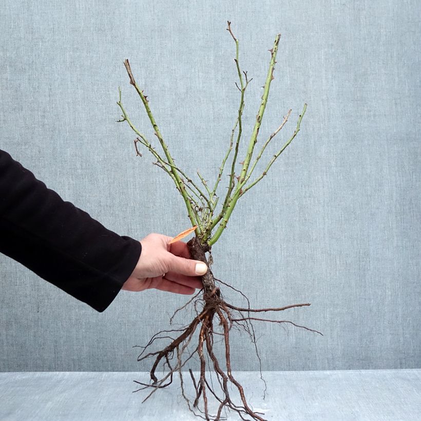 Exemplar von Rosa Pretty Sunrise (Yann Arthus-Bertrand) - Moderne Hybrid-Rose Wurzelnackt wie im Winter geliefert