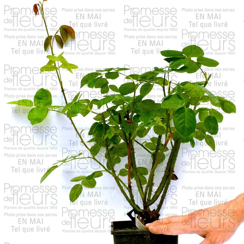 Example of Rosa Constance Spry - Englische Rose Topf mit 4L/5L as you get