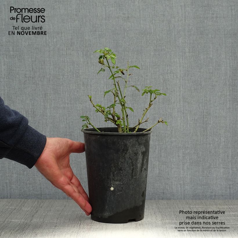 Example of Rosa polyantha Bee's Paradise Light Red - Polyantha-Rose Topf mit 3L/4L as you get in automne