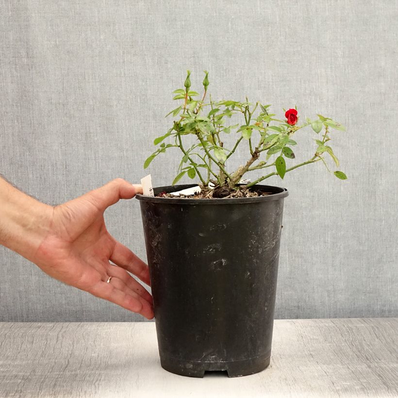 Exemplar von Rosa polyantha Bee's Paradise Light Red - Polyantha-Rose Topf mit 3L/4L wie im Sommer geliefert