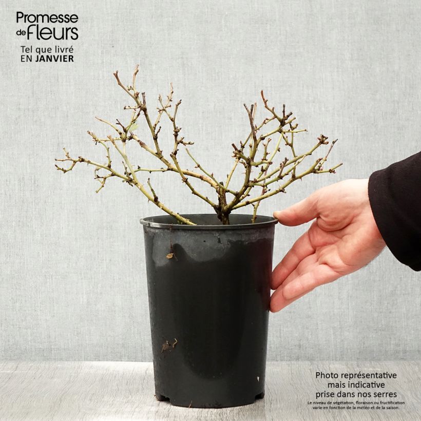 Exemplar von Rosa polyantha Bee's Paradise Light Red - Polyantha-Rose Topf mit 3L/4L wie im Winter geliefert