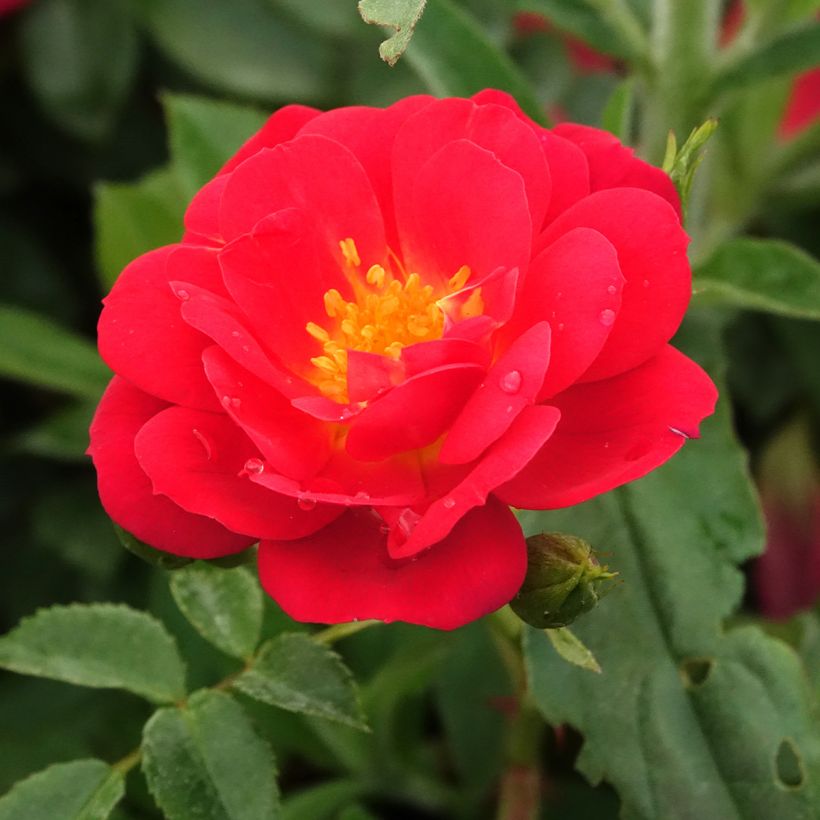 Rosa polyantha Bee's Paradise Light Red - Polyantha-Rose (Blüte)