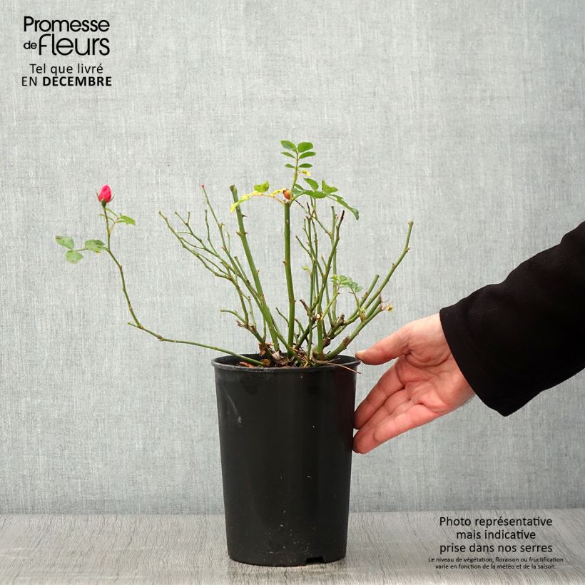 Example of Rosa polyantha Bees Paradise Pink - Polyantha-Rose Topf mit 3L/4L as you get in automne