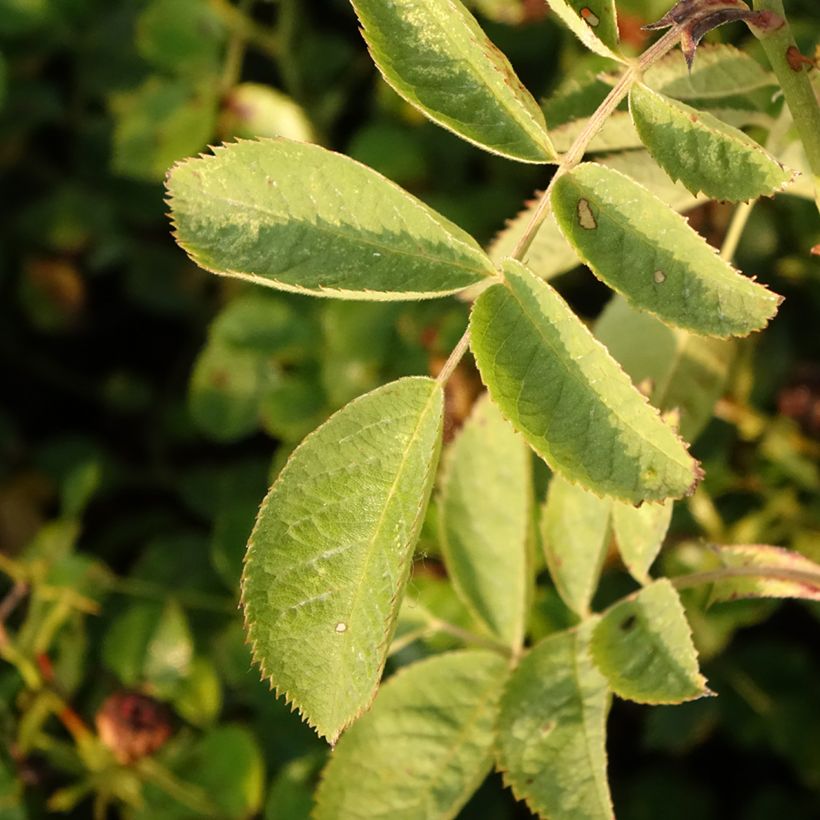 Rosa polyantha Bees Paradise Pink - Polyantha-Rose (Foliage)