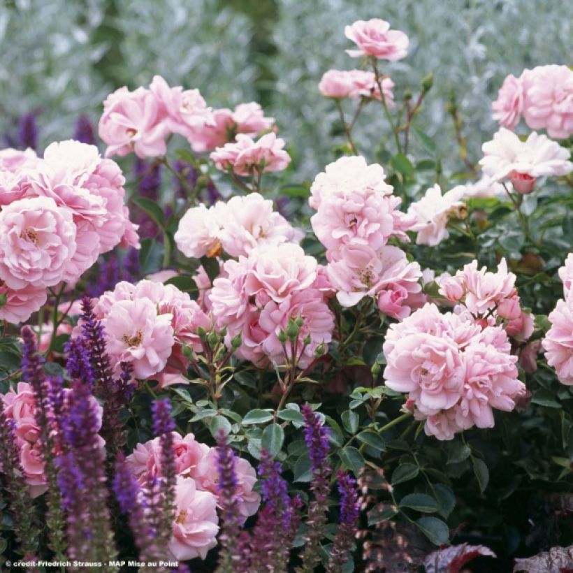 Rosa Bonica - Beetrose (Flowering)
