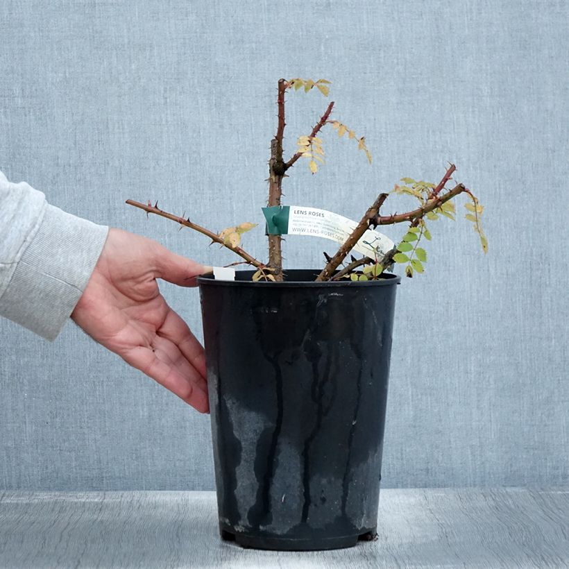Example of Rosa pendulina Bourgogne - Alpen-Hagrose Topf mit 4L/5L as you get in automne