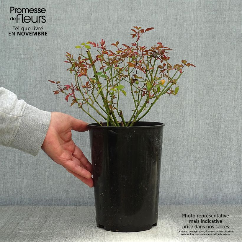 Example of Rosa chinensis Mutabilis - Bodendecker-Rose Topf mit 2L/3L as you get in automne