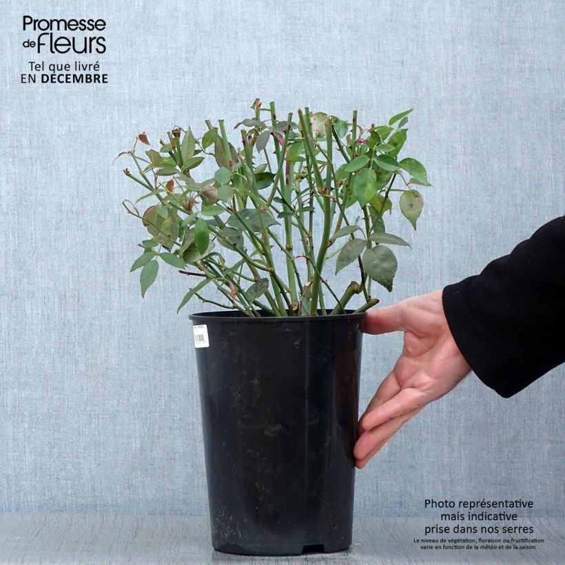 Example of Rosa chinensis Viridiflora - Botanischer Rosenstrauch Topf mit 4L/5L as you get in automne
