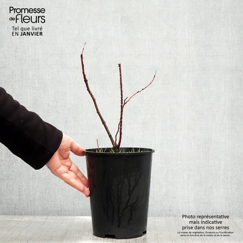 Exemplar von Rosa glauca - Rotblatt-Rose Topf mit 2L/3L wie im Winter geliefert