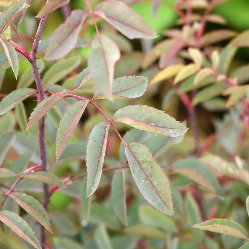 Rosa glauca - Rotblatt-Rose (Laub)