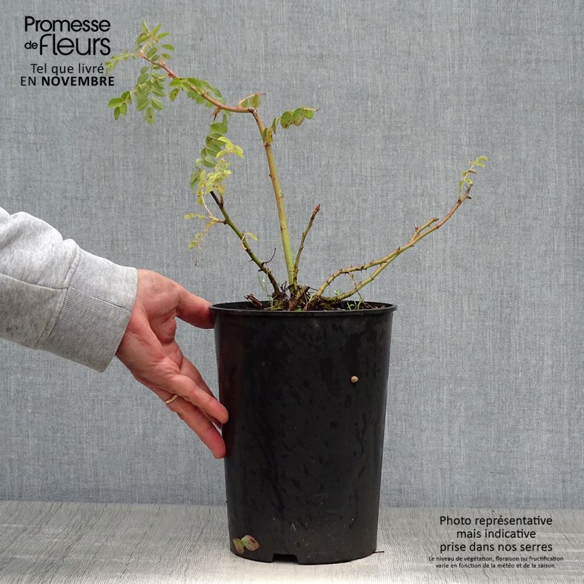 Example of Rosa moyesii Geranium - Mandarin-Rose Topf mit 3L/4L as you get in automne