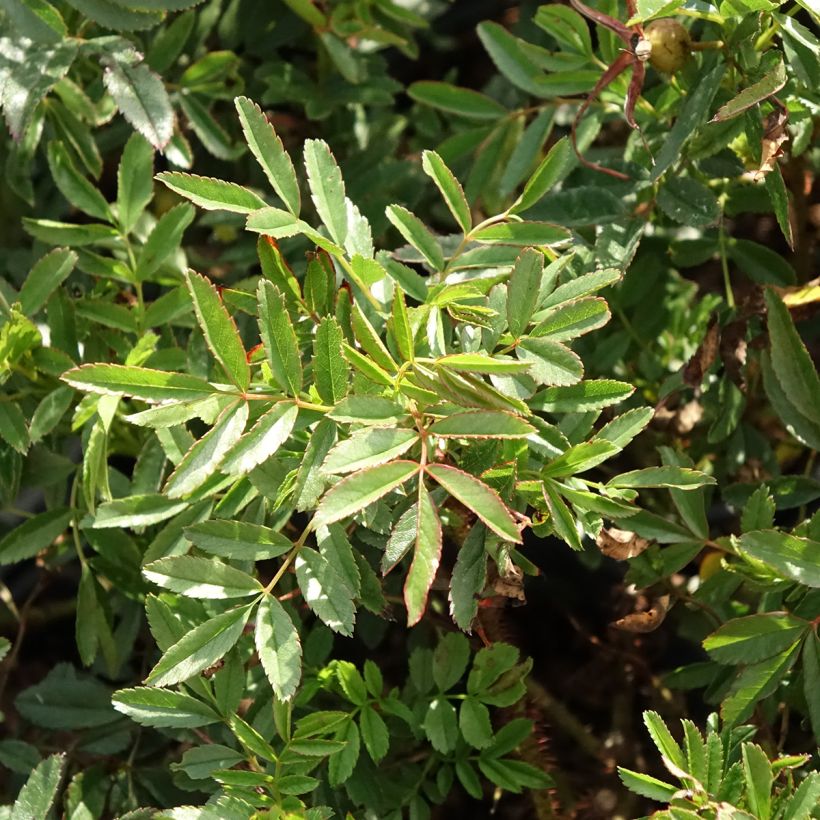 Rosa nitida - Glänz-Rose (Foliage)