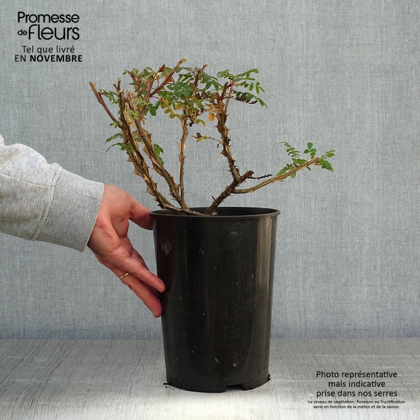 Example of Rosa omeiensis Pteracantha - Omei-Rose Topf mit 4L/5L as you get in automne
