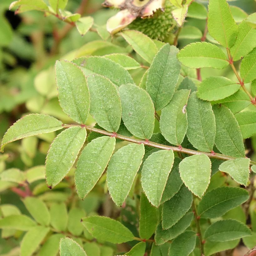 Rosa roxburghii Lampion - Kastanien-Rose (Foliage)
