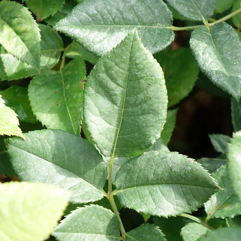 Rosa La Gaité - Moderne Hybrid-Teerose (Foliage)