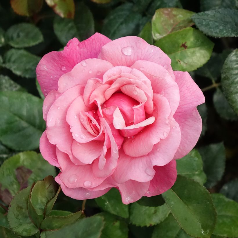 Rosa La Gaité - Moderne Hybrid-Teerose (Flowering)
