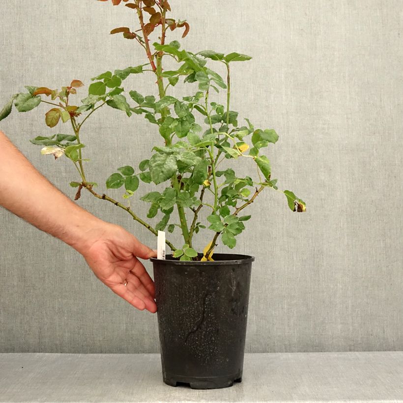 Example of Rosa La Gaité - Moderne Hybrid-Teerose Topf mit 4L/5L as you get in ete