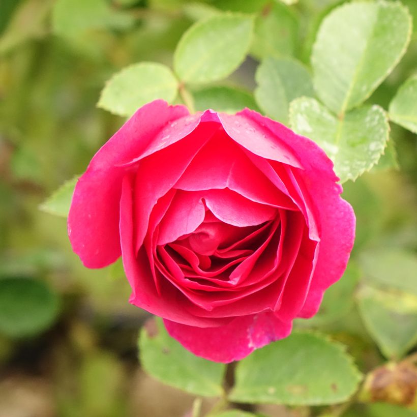 Rosa Kaffe Fassett - Beetrose (Flowering)