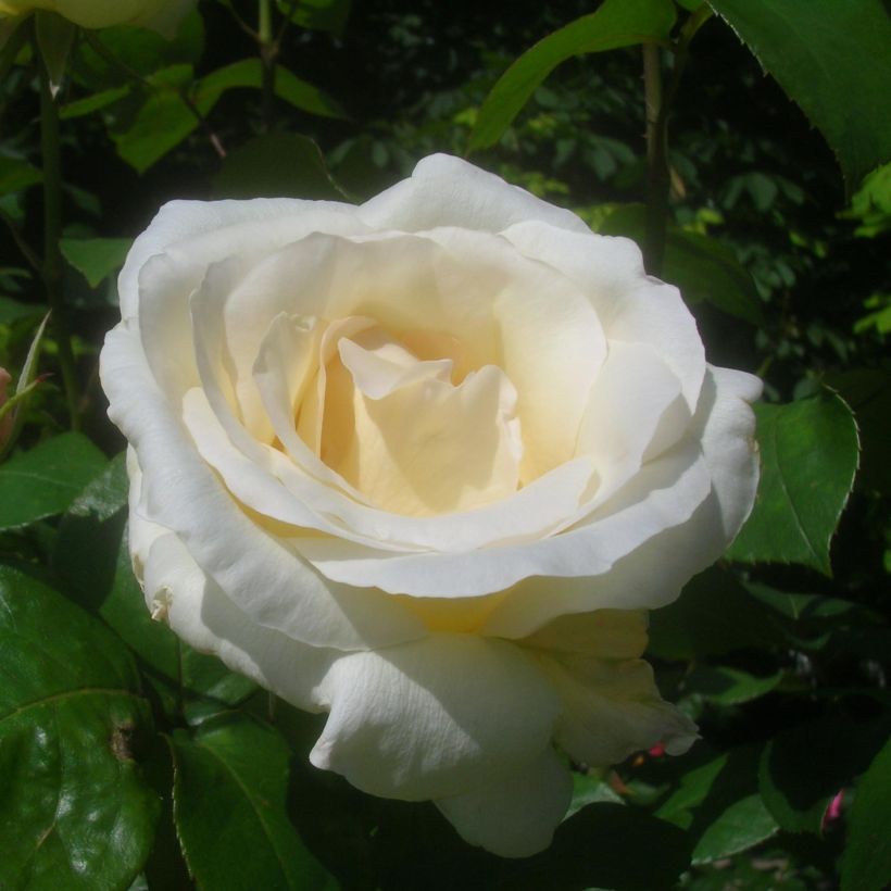 Rosa Pascali - Edelrose (Flowering)