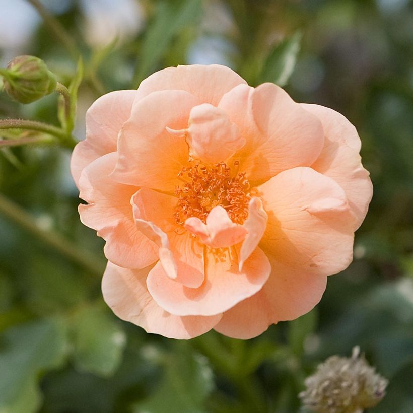 Stammrose Calizia (Flowering)
