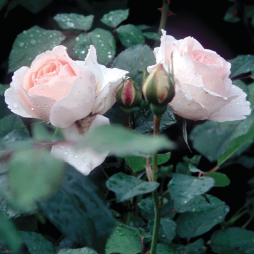 Rosa Clair Renaissance - Edelrose (Foliage)