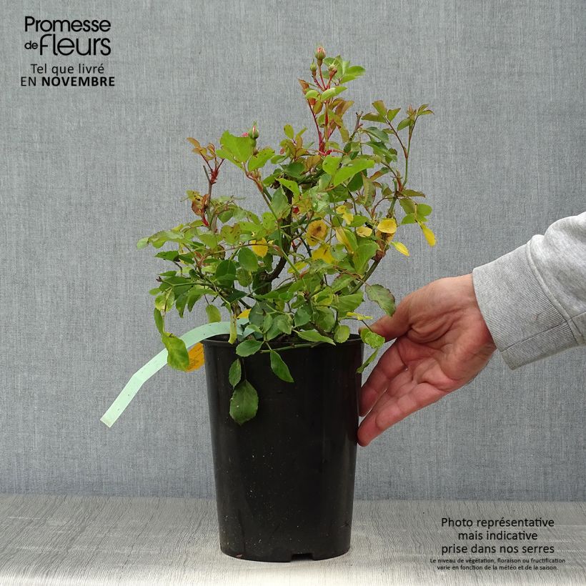 Example of Rosa Rigo Rosen Amica - Bodendecker-Rose Topf mit 3L/4L as you get in automne