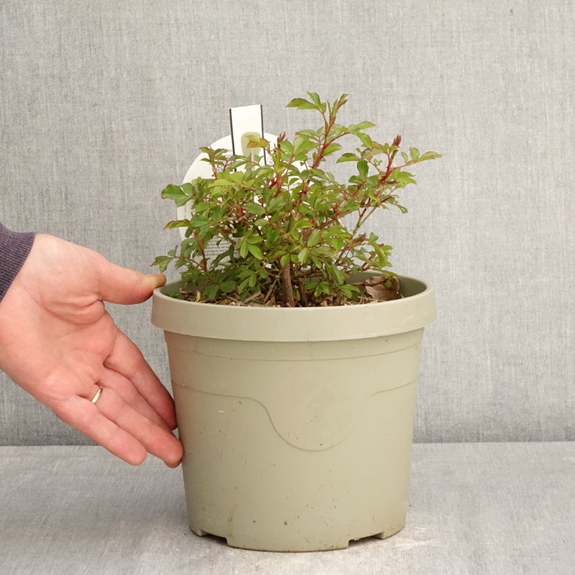 Exemplar von Rosa polyantha Amirose - Zwerg-Parkrose Topf mit 3L/4L wie im Frühjahr geliefert