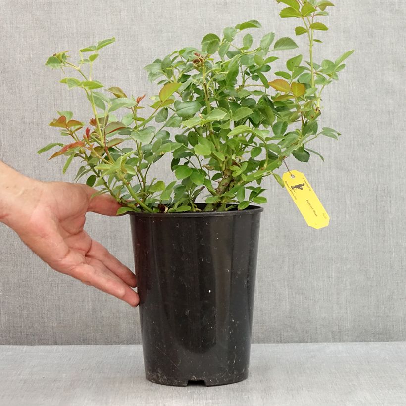 Example of Rosa Aspirin Rose - Bodendecker-Rose Topf mit 2L/3L as you get in ete