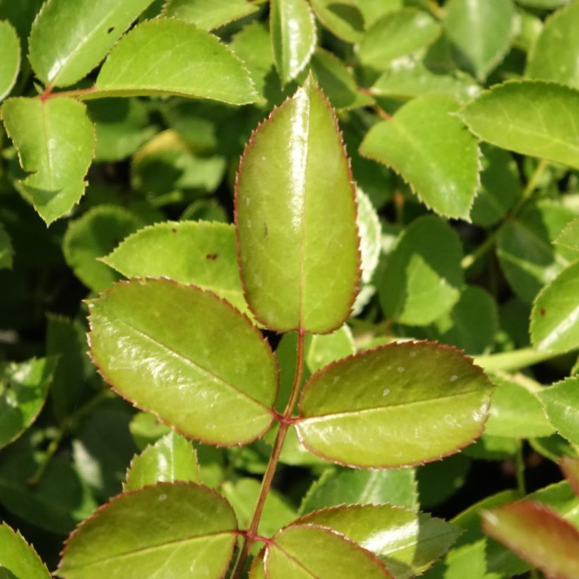 Rosa Aspirin Rose - Bodendecker-Rose (Foliage)