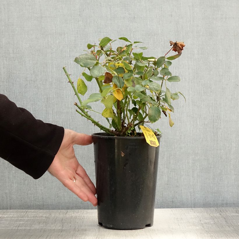 Example of Rosa Black Forest Rose - Bodendecker-Rose Topf mit 2L/3L as you get in automne