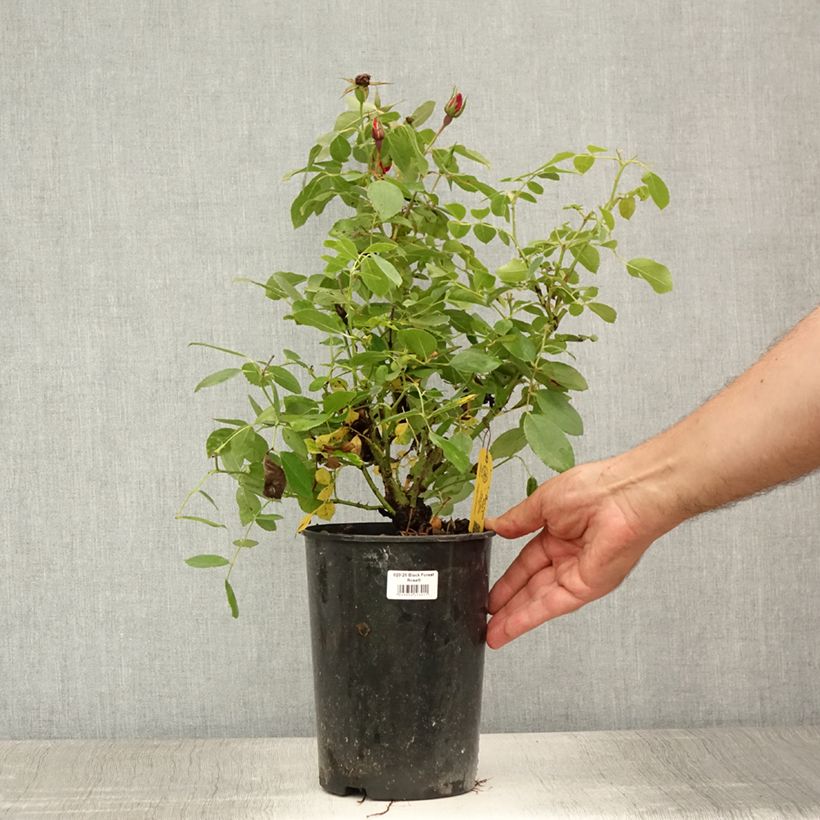 Exemplar von Rosa Black Forest Rose - Bodendecker-Rose Topf mit 4L/5L wie im Sommer geliefert