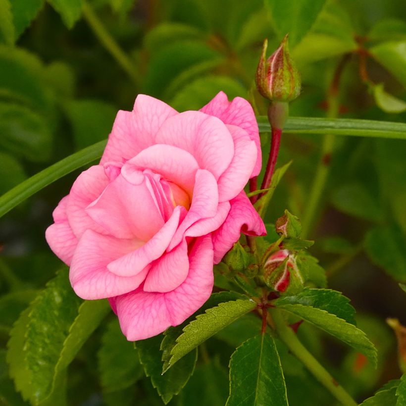 Rosa Country Dream - Bodendecker-Rose (Blüte)