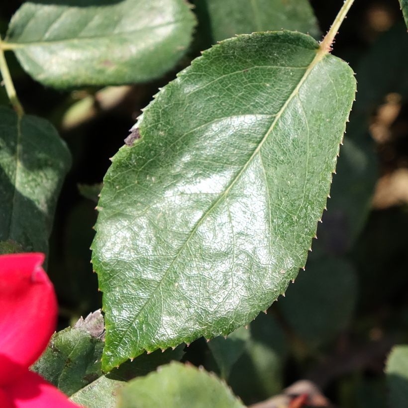 Rosa Double Knock Out - Bodendecker-Rose (Foliage)