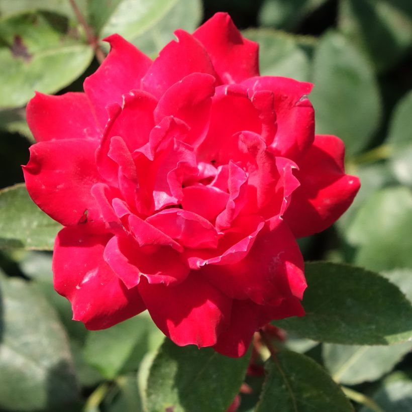 Rosa Double Knock Out - Bodendecker-Rose (Flowering)
