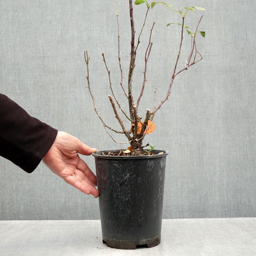 Exemplar von Rosa Double Knock Out - Bodendecker-Rose Topf mit 4L/5L wie im Herbst geliefert
