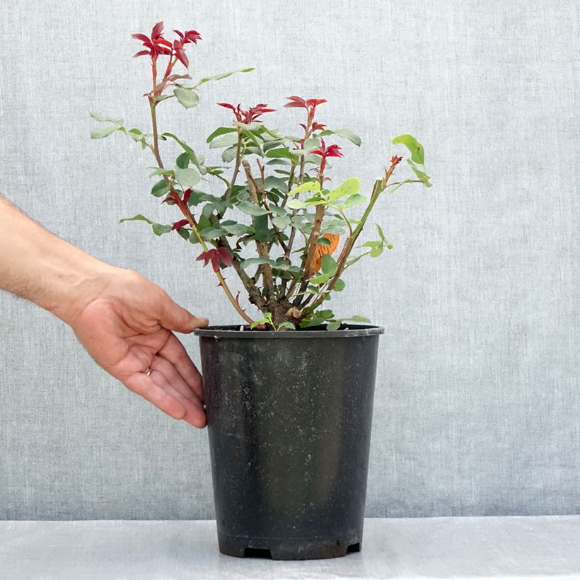 Example of Rosa Double Knock Out - Bodendecker-Rose Topf mit 4L/5L as you get in ete