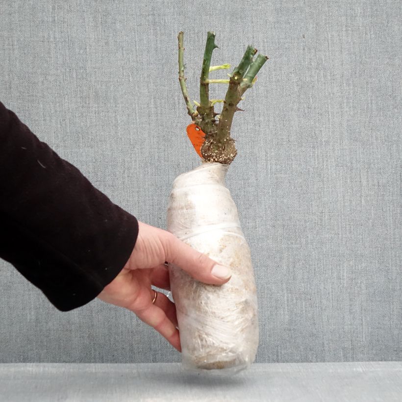 Exemplar von Rosa Double Knock Out - Bodendecker-Rose Wurzelnackt in Beutel wie im Winter geliefert