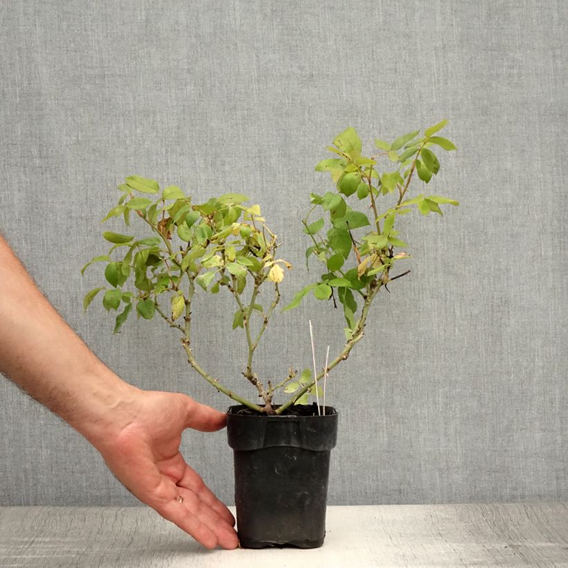Example of Rosa Knock Out Radrazz - Bodendecker-Rose Topf 10 cm/11cm as you get in ete