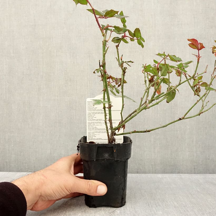 Exemplar von Rosa Knock Out Radrazz - Bodendecker-Rose Topf 10 cm/11cm wie im Herbst geliefert
