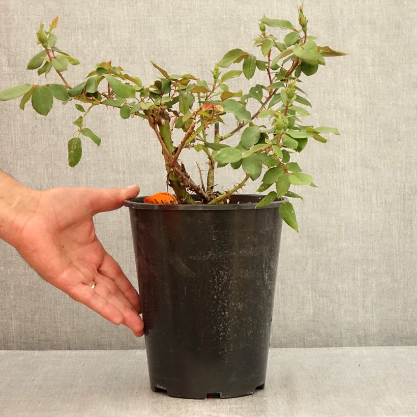 Example of Rosa Knock Out Radrazz - Bodendecker-Rose Topf mit 4L/5L as you get in ete