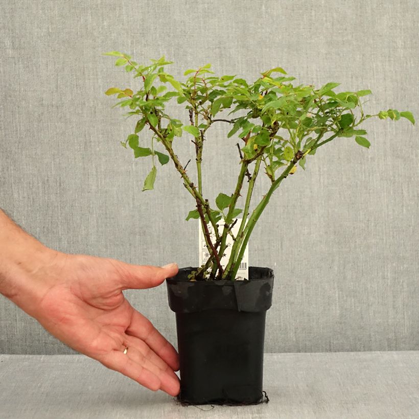 Example of Rosa Larissa - Bodendecker-Rose Topf 10 cm/11cm as you get in ete