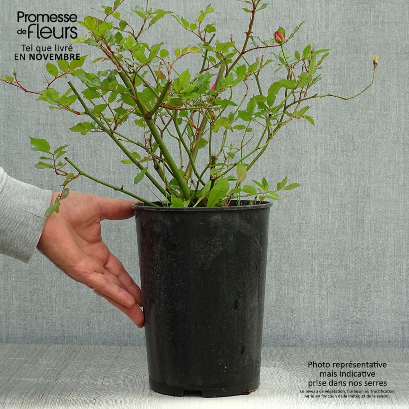 Example of Rosa Lavender Dream - Bodendecker-Rose Topf mit 2L/3L as you get in automne