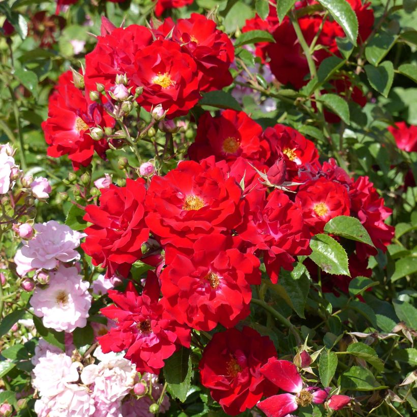 Rosa Mainaufeuer - Bodendecker-Rose (Flowering)