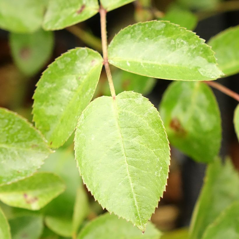 Rosa Mainaufeuer - Bodendecker-Rose (Foliage)