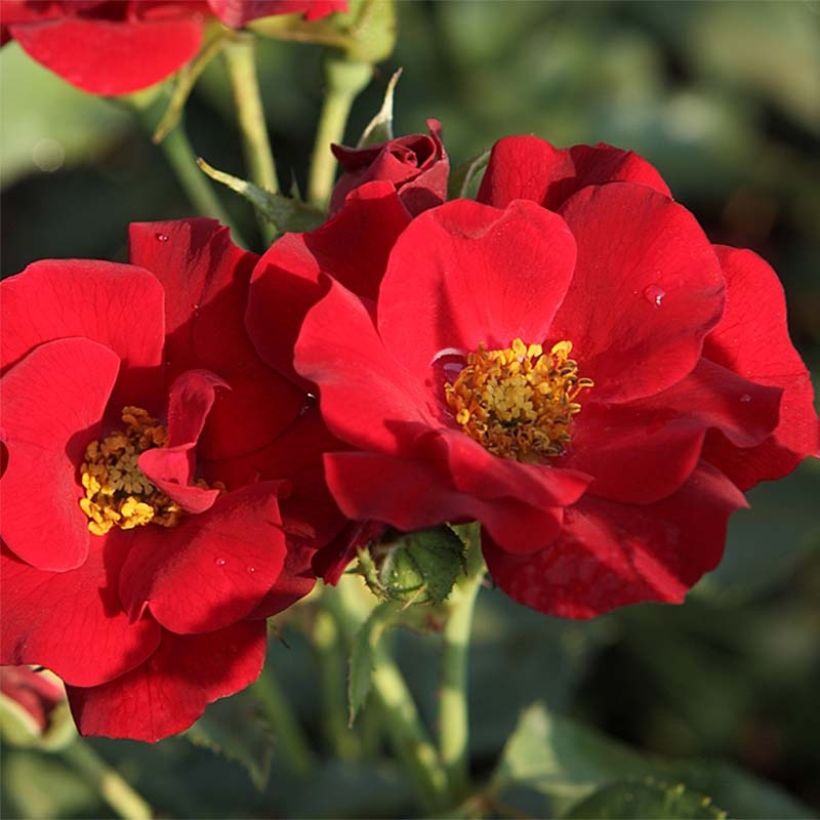 Rosa Marondo - Bodendecker-Rose (Flowering)