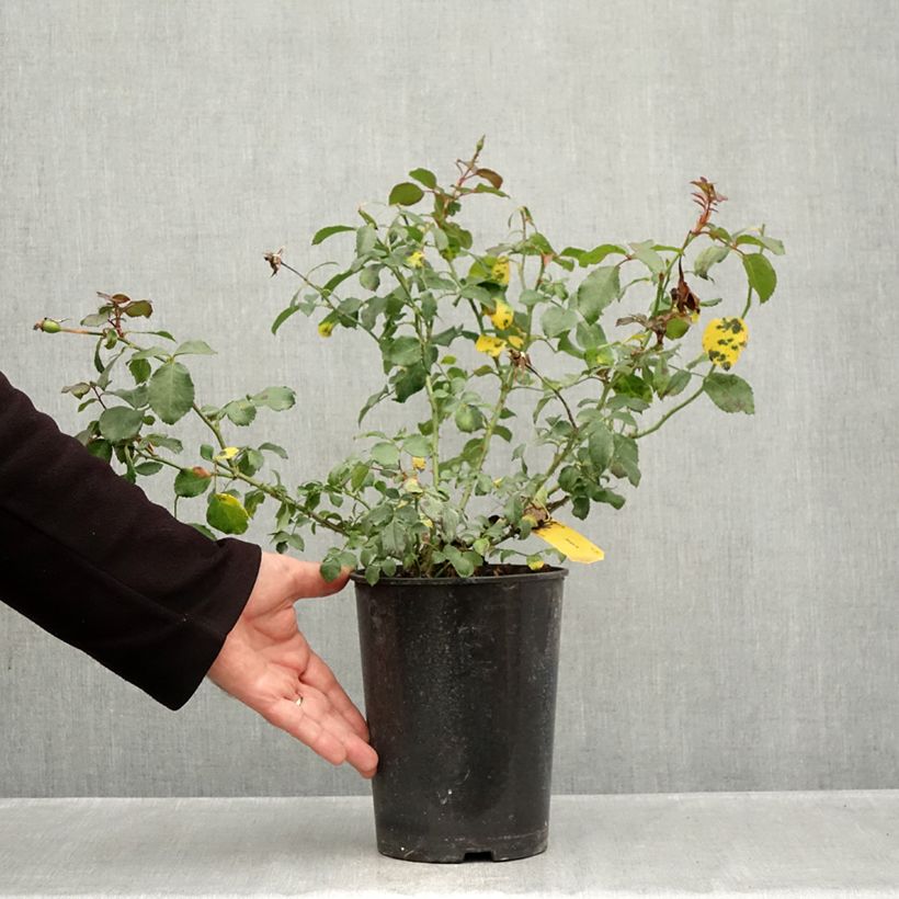 Exemplar von Rosier couvre-sol Mirato Pot de 4L/5L wie im Herbst geliefert