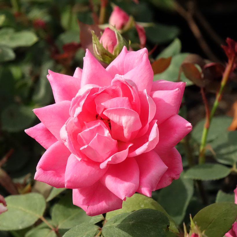 Rosa Pink Double Knock Out - Bodendecker-Rose (Flowering)